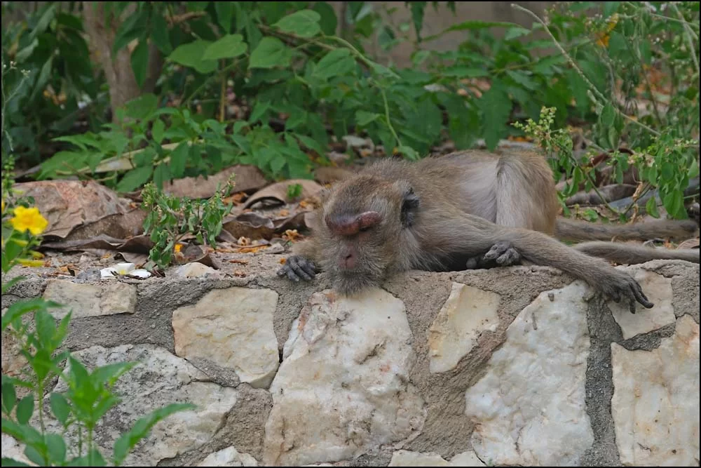 25-1224 Makaken vilar, Khao Takiap PKK.webp