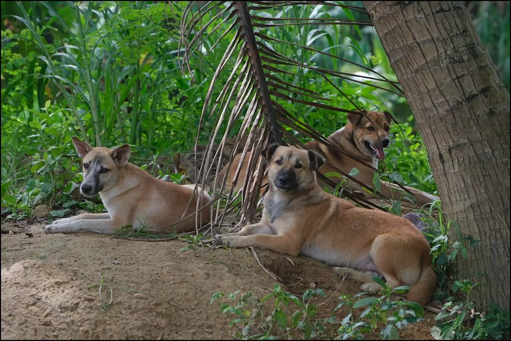 26-0019 Hundar, Inayagan CEB.webp