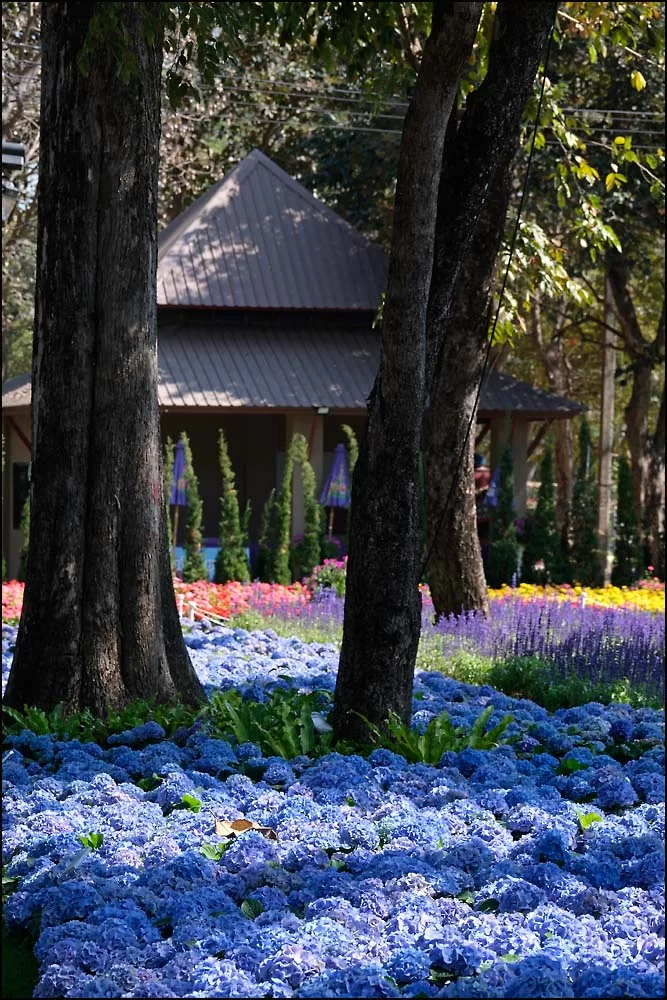 26-0070 Hortensior CHR.webp