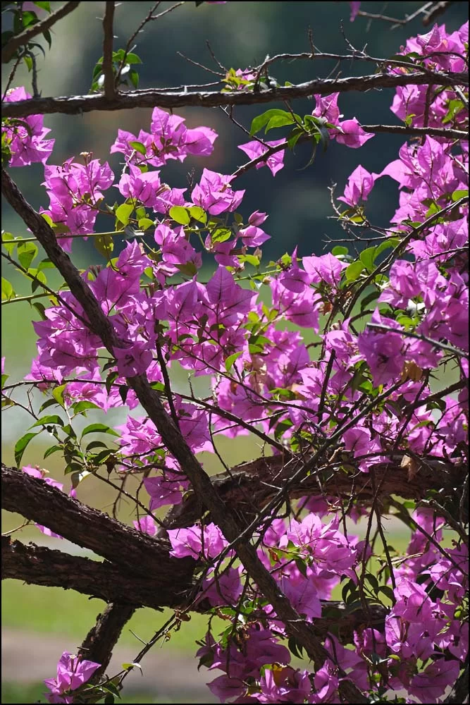 26-0072 Mae Fah Luang Park CHR.webp