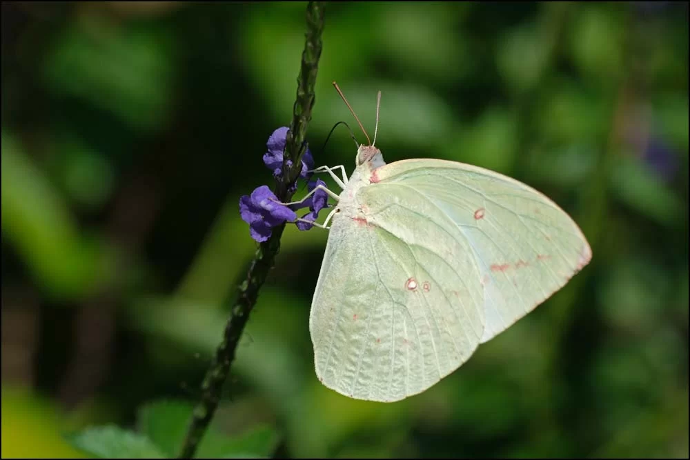 26-0074 Fjäril CHR.webp