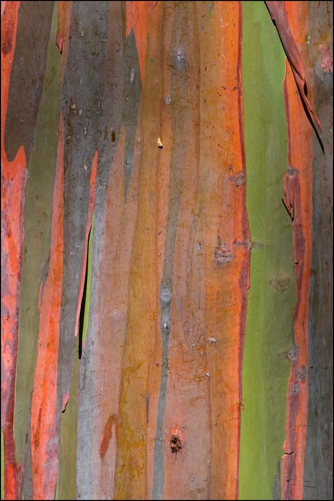 26-0075 Regnbågseucalyptus CHR.webp