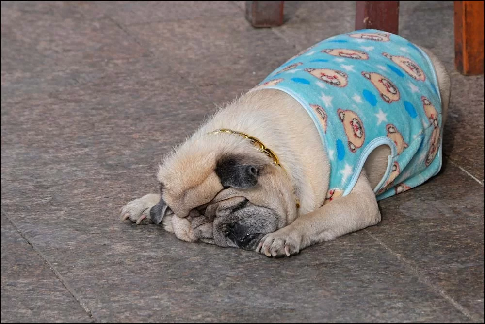 26-0080 Mops CHR.webp