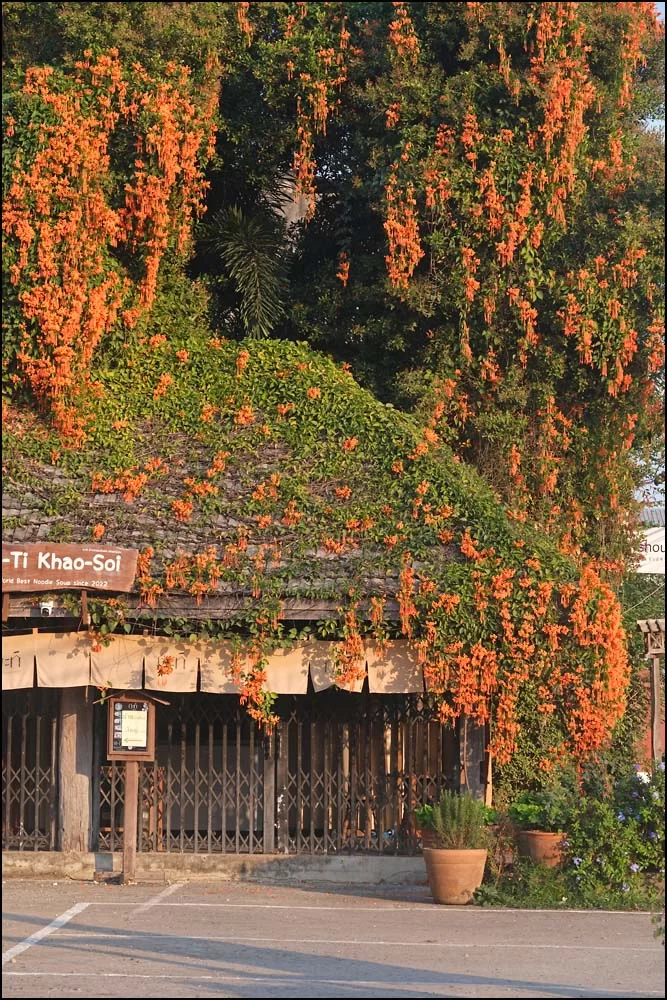 26-0088 Övervuxen restaurang CHR.webp