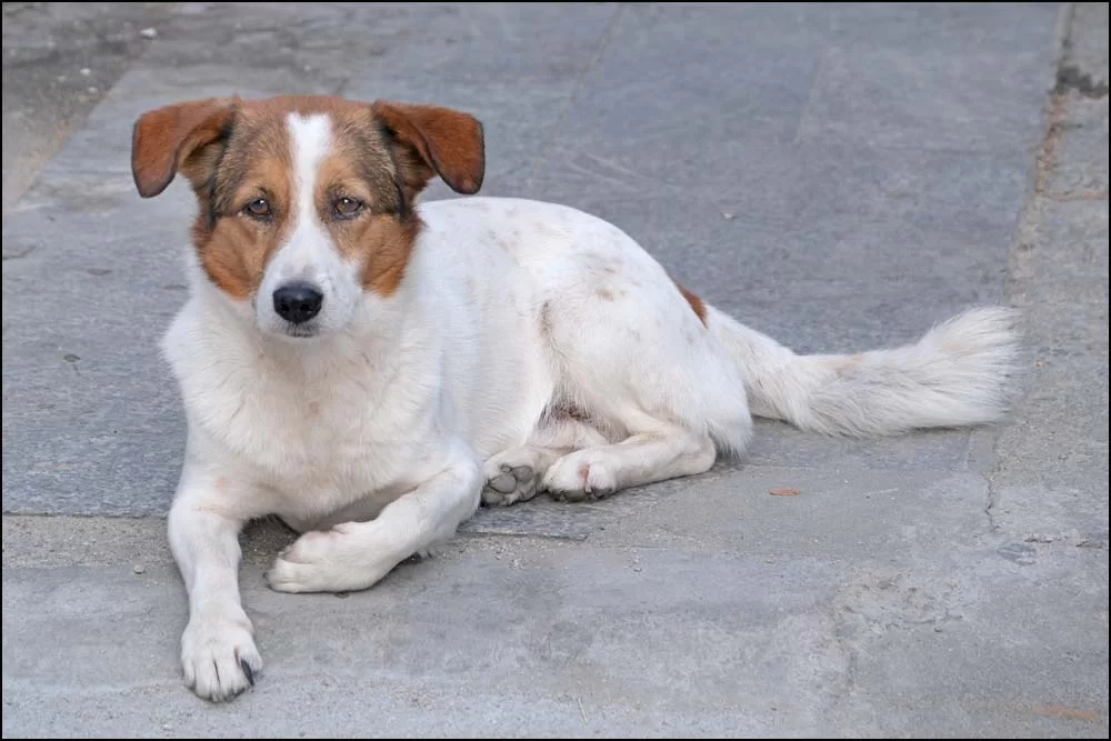 26-0089 Hund CHR.webp