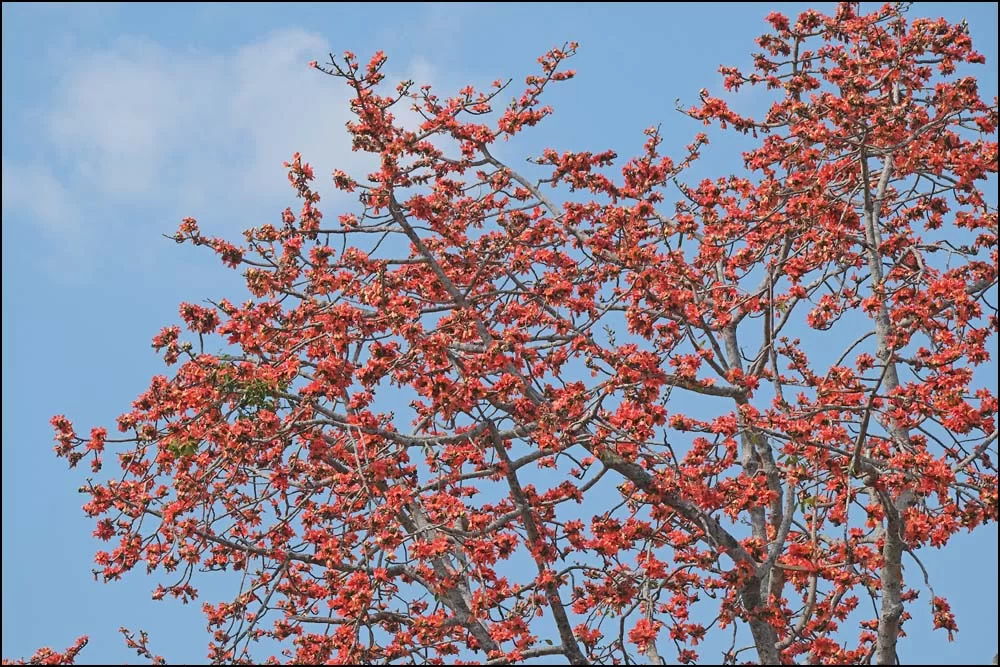 26-0090 Blommande träd CHR.webp