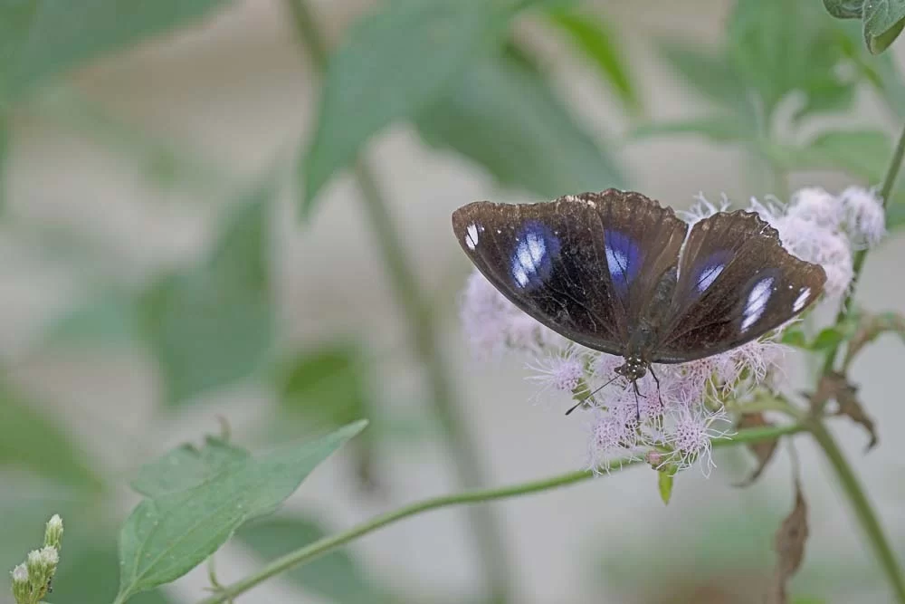 26-0108 Fjäril PYO.webp