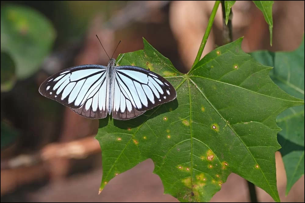 26-0113 Fjäril PYO.webp