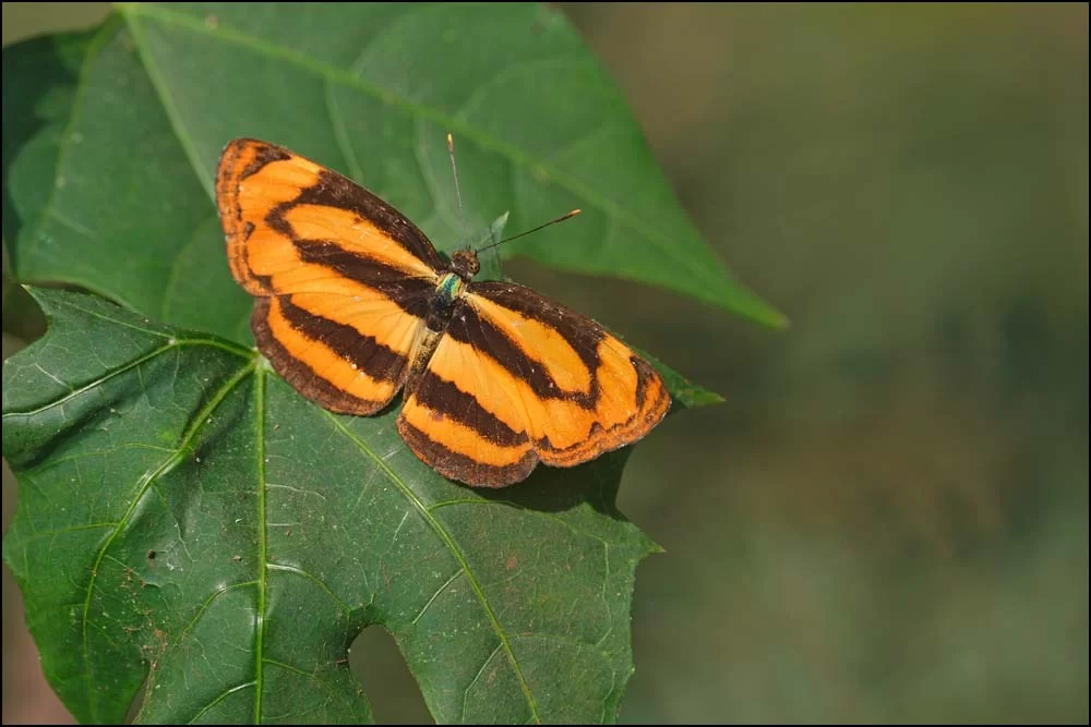 26-0114 Common lascar PYO.webp