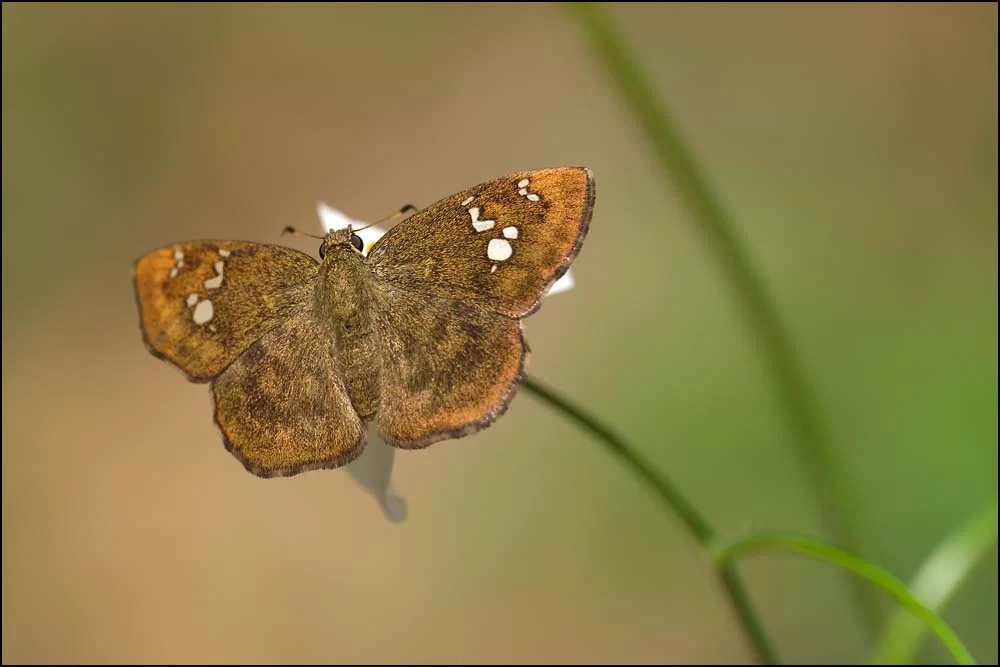 26-0115 Fjäril PYO.webp