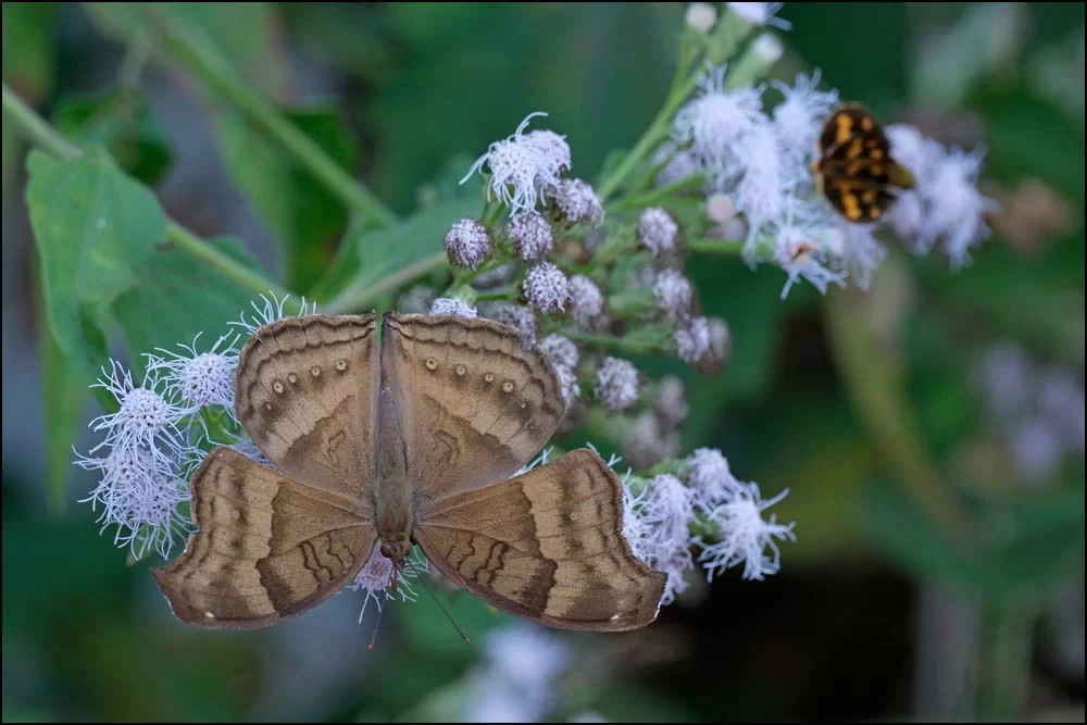 26-0119 Chocolate soldier PYO.webp