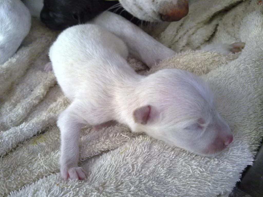 3. Sii 2011-Jan-25 girl.webp