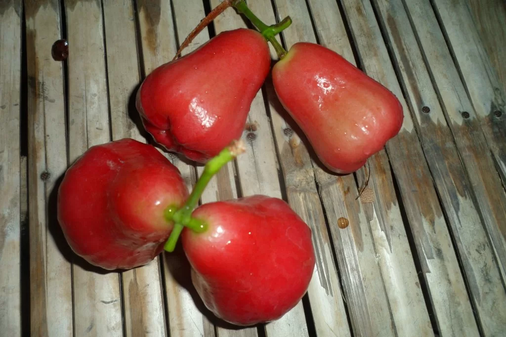 4 a muscatello 006.webp