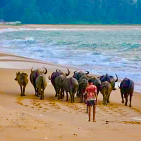 5. Patang beach  Water buffalo.jpg