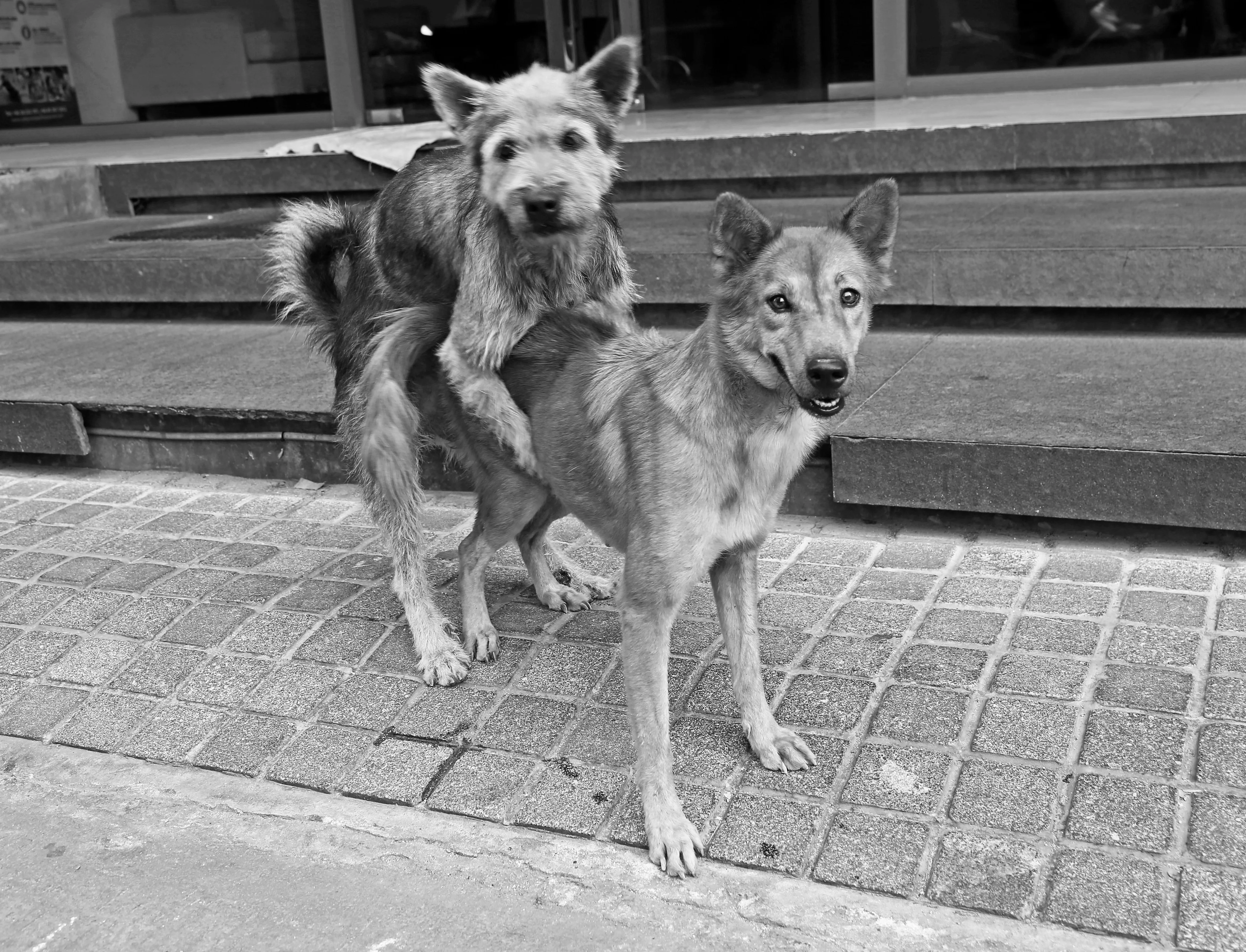 _18C4930 copy 2 bw kontrast.webp