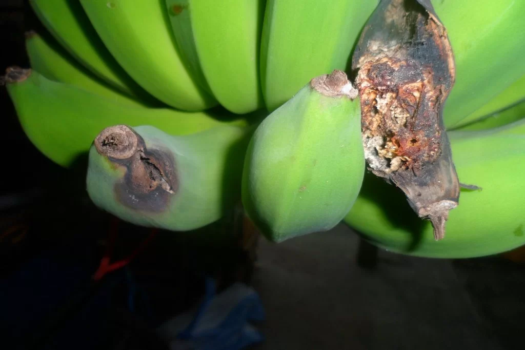 Äggstanning 003.webp