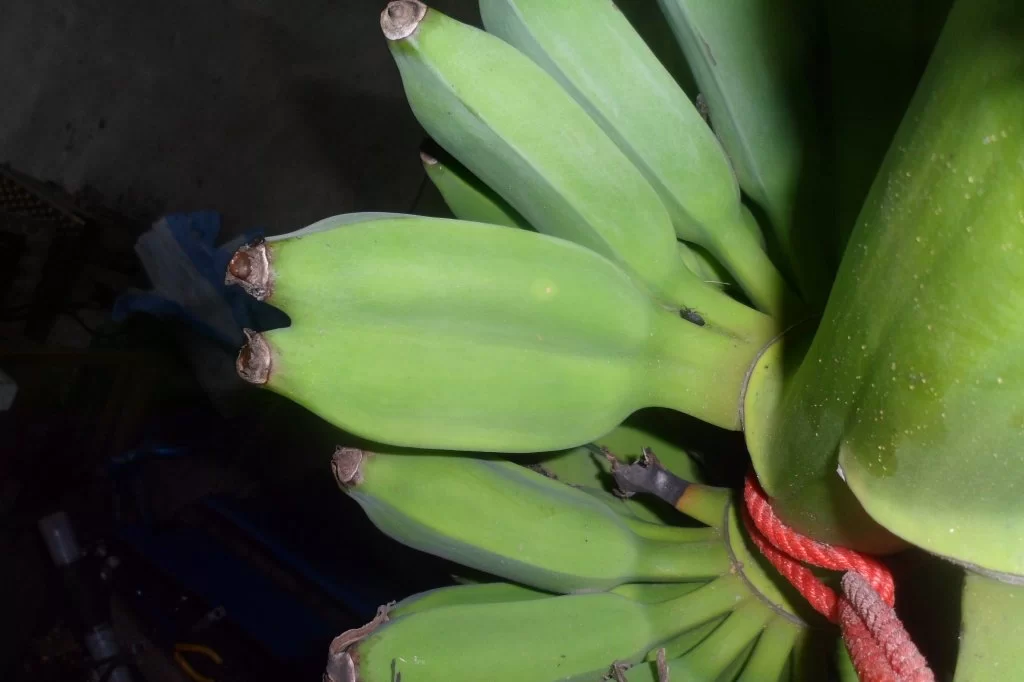 Äggstanning 008.webp