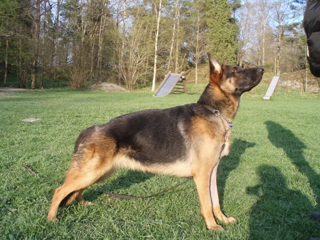 Athena 20080503 009.webp