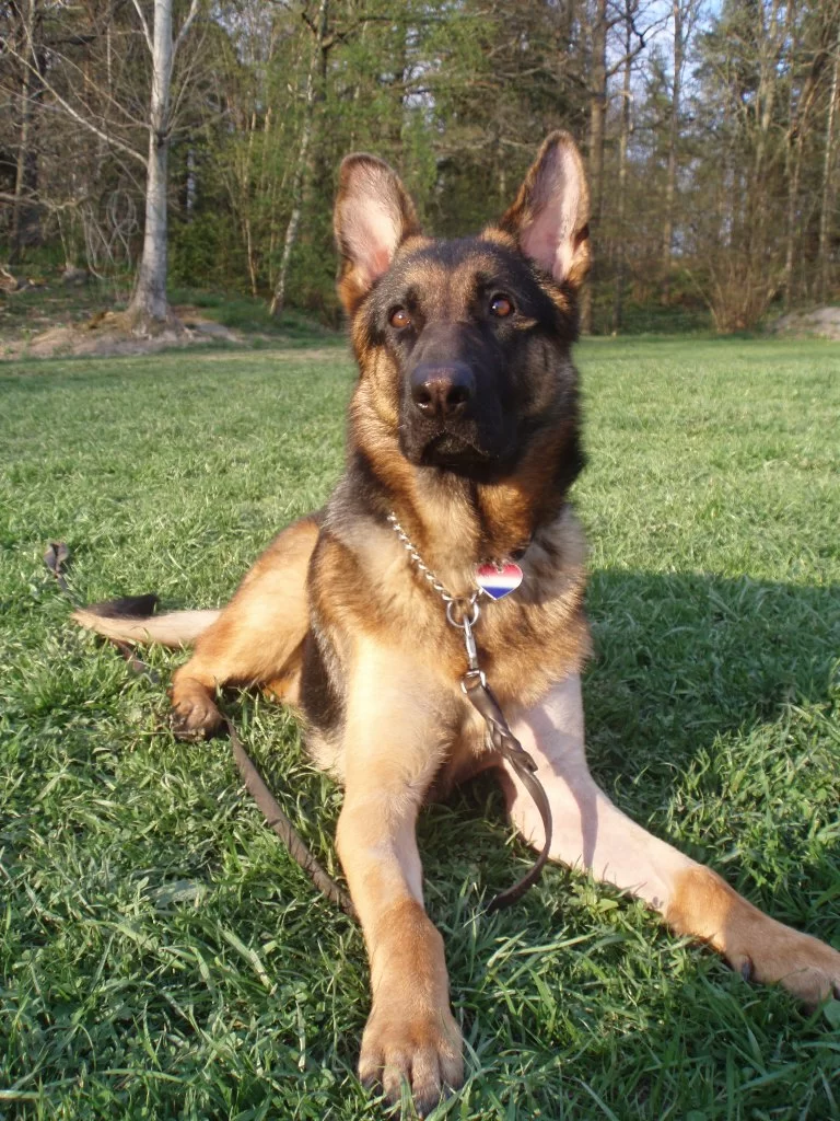 Athena 20080503 012.webp