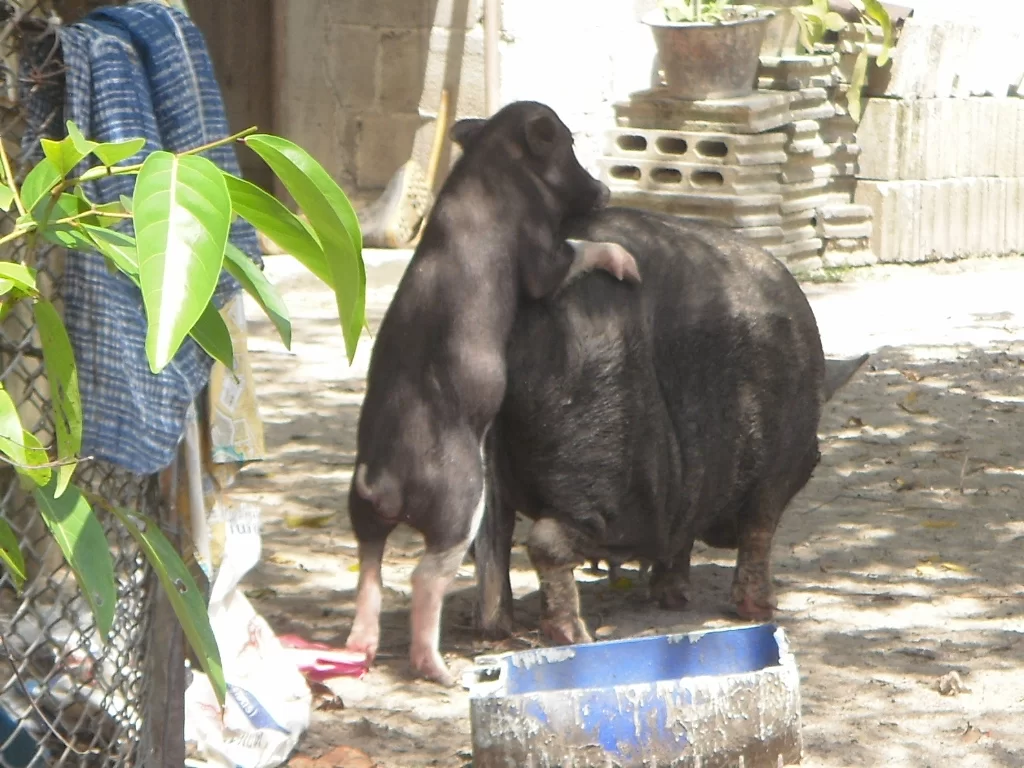 bangsak beach (2).webp