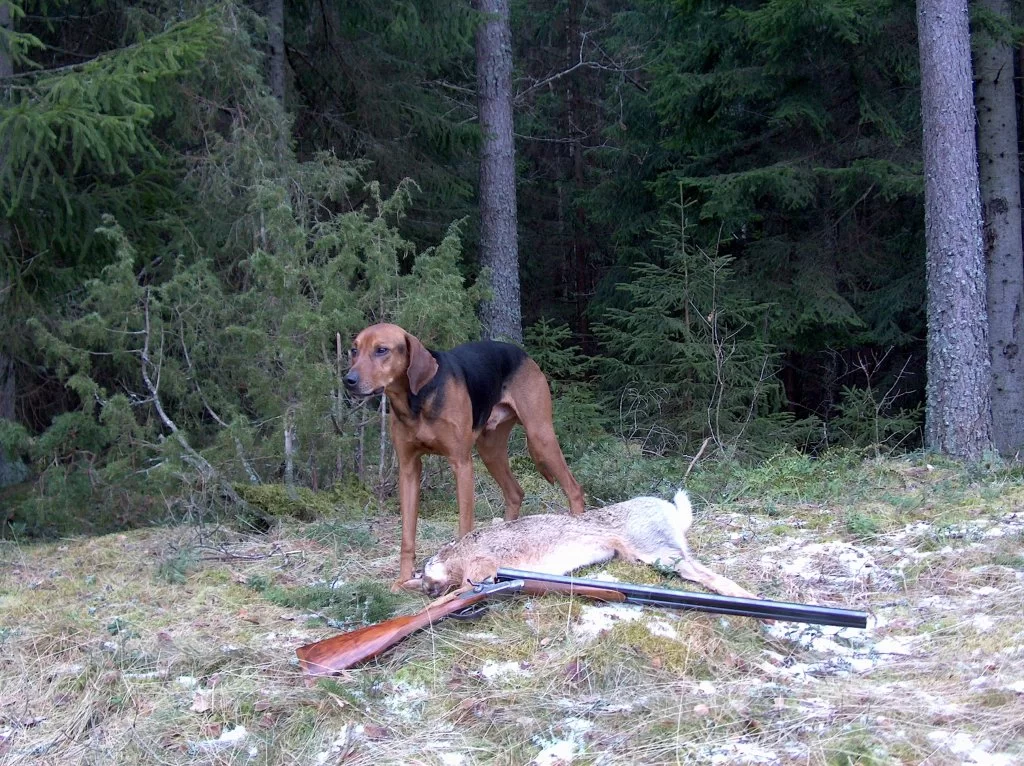 Bästa jaktbild.webp