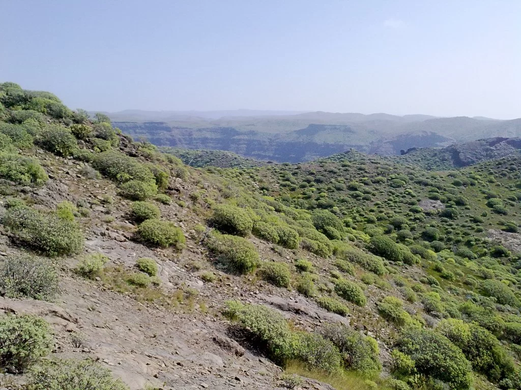 bilder nokia 210.webp