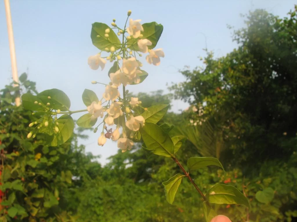 Bkk sista dagen 011.webp