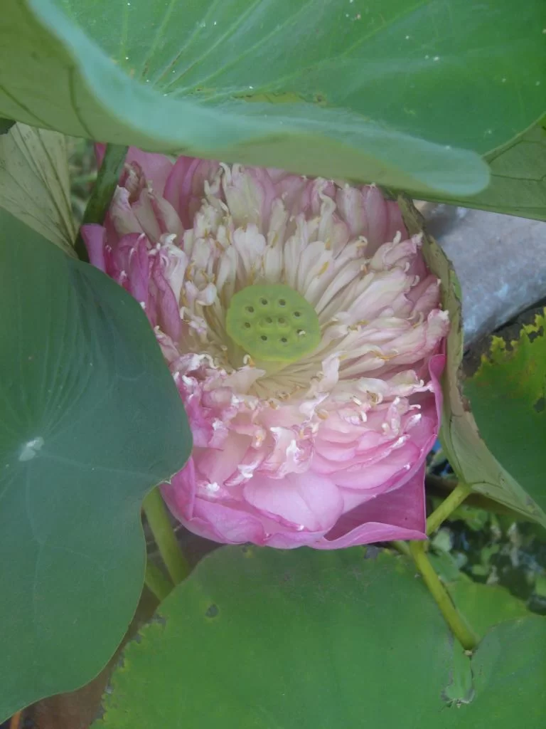 Bkk sista dagen 012.webp