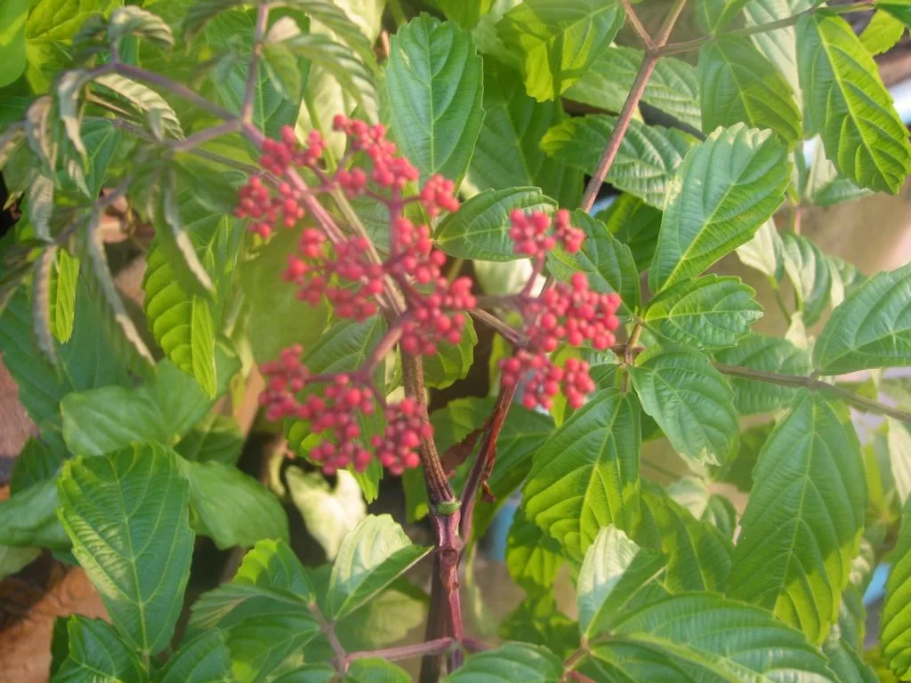 Bkk sista dagen 020.webp