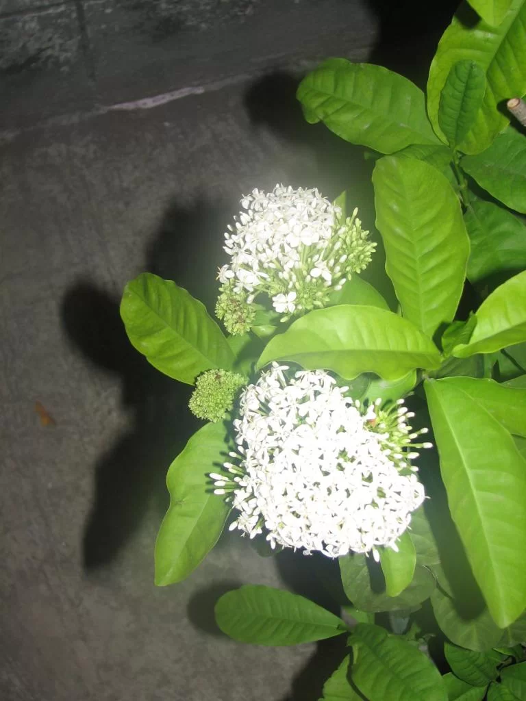 Bkk sista dagen 038.webp