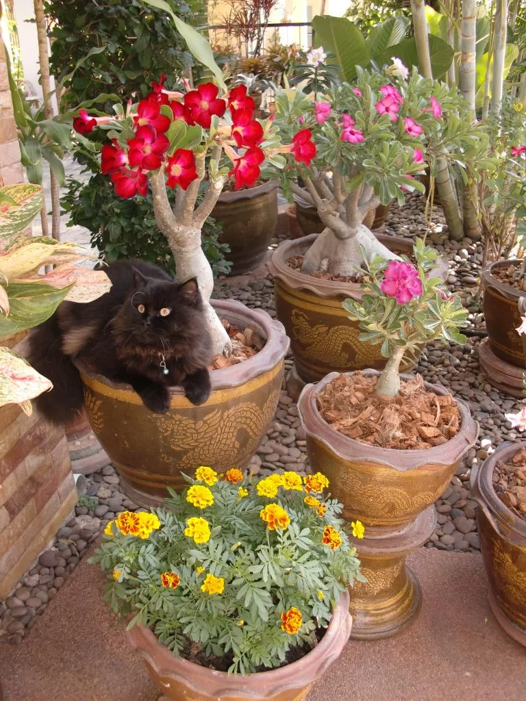 blommer mm iKhon kaen  februar 2014 008.webp