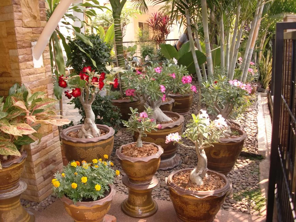 blommer mm iKhon kaen  februar 2014 035.webp