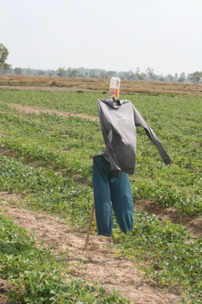 Blow.2 granat 056.webp