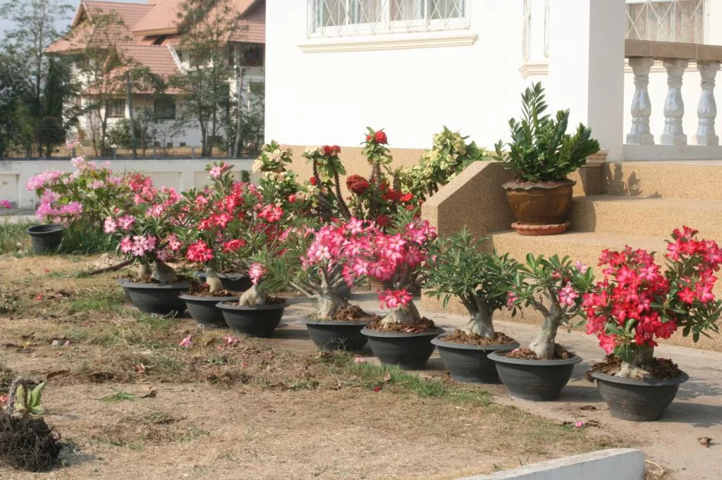 Blow.2 granat 347.webp