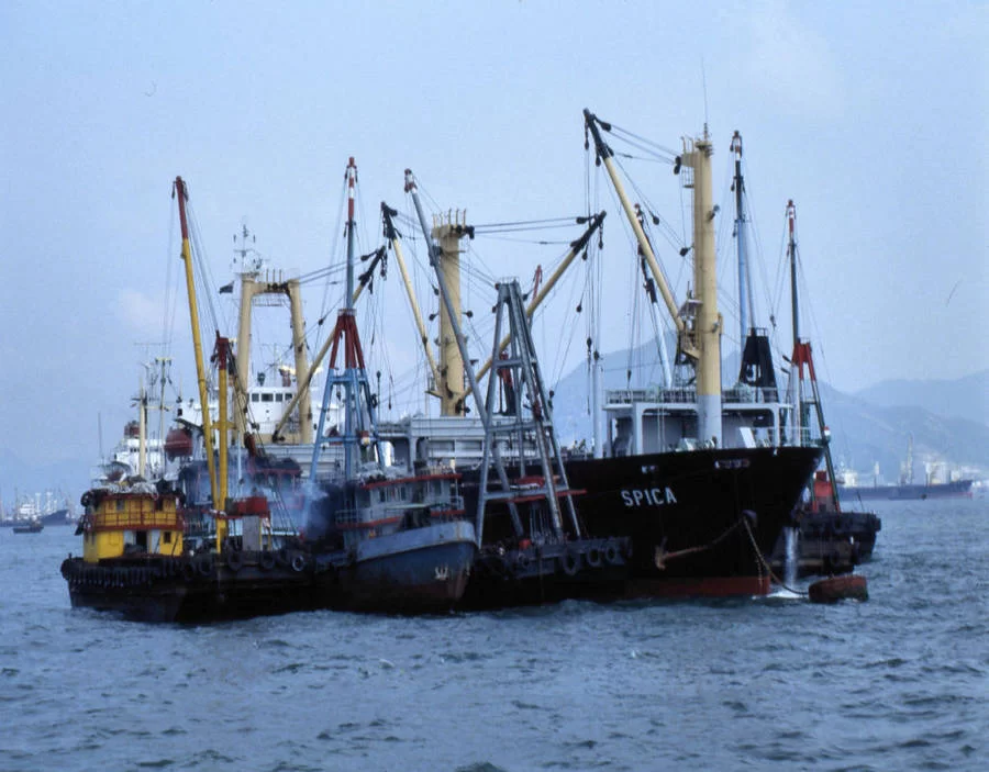 Boj  liggare (2).webp