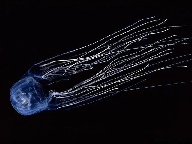 box-jellyfish-doubilet_18492_990x742.webp