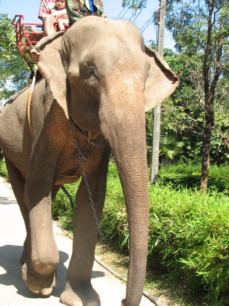 Breda damer 071.webp