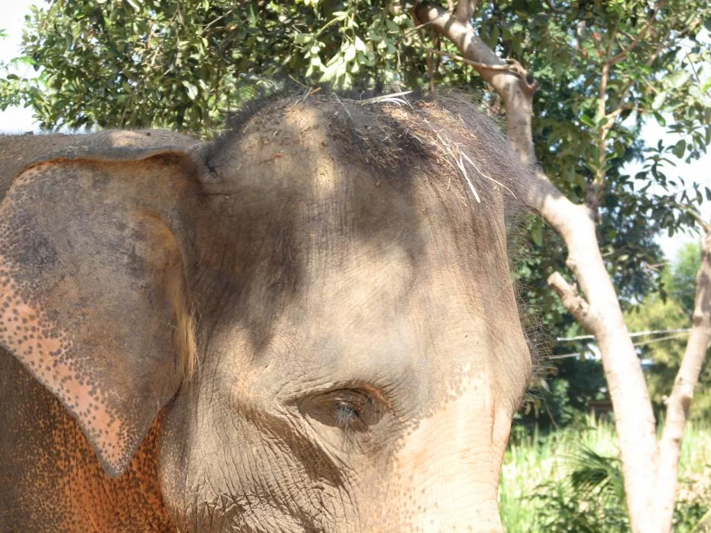 Breda damer 093.webp