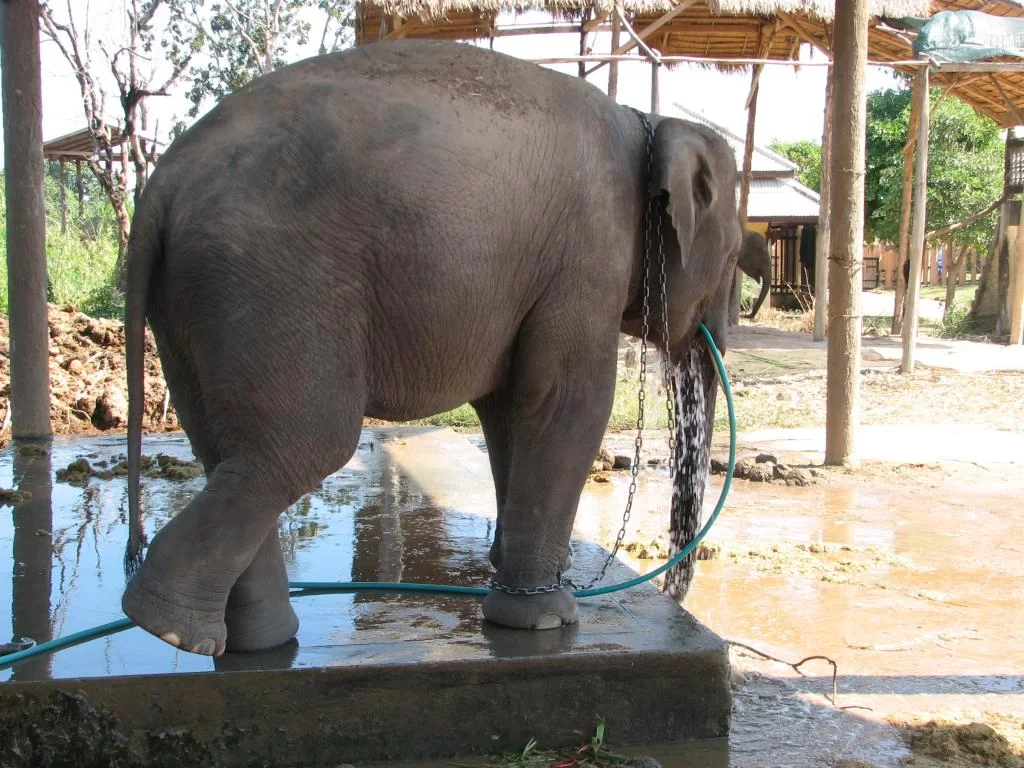 Breda damer 098.webp