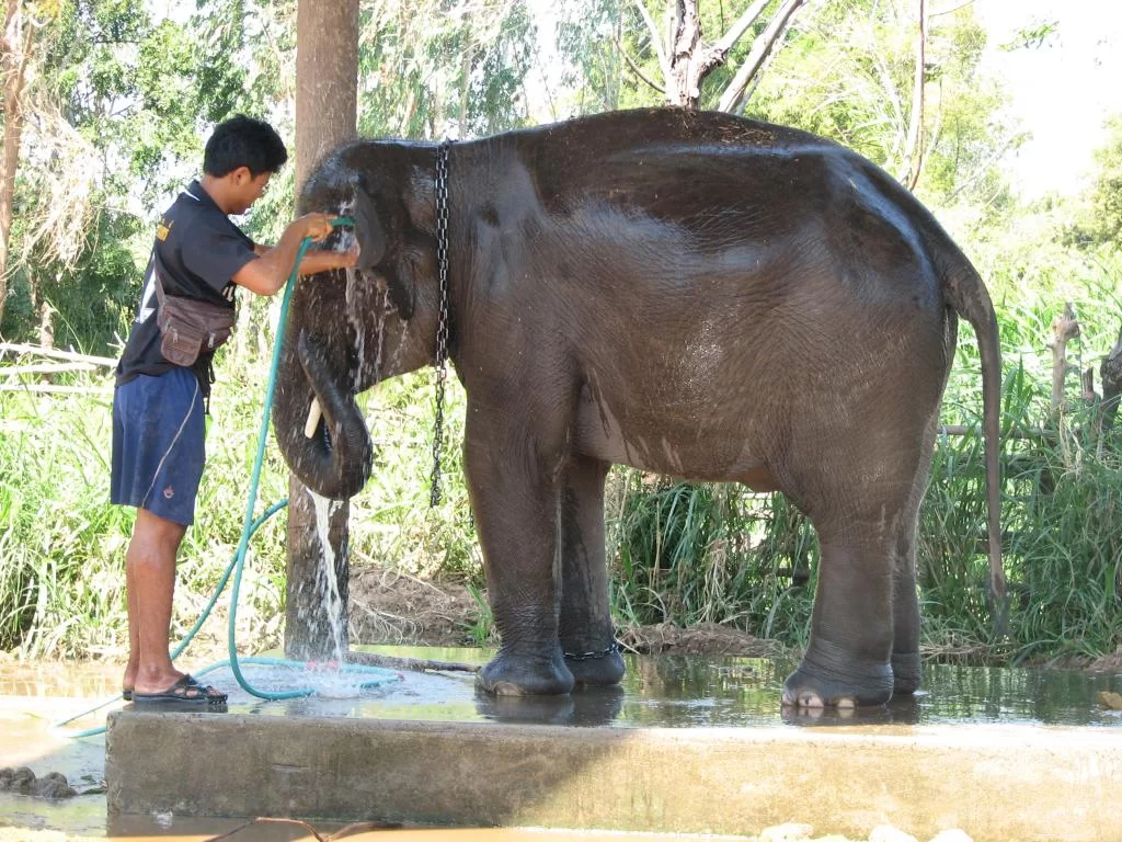 Breda damer 101.webp