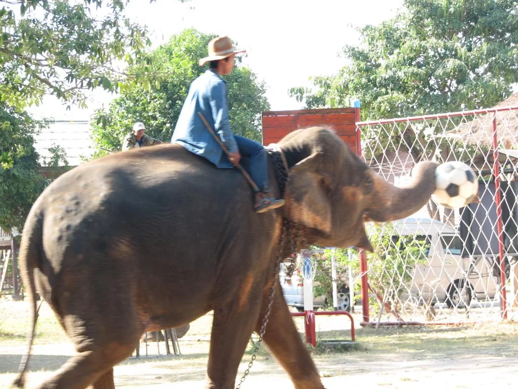 Breda damer 140.webp