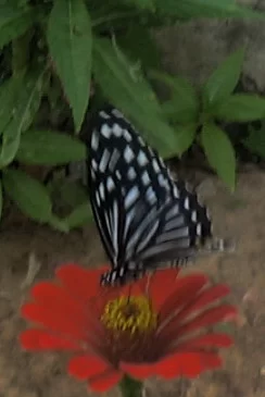 Butterfly 120529.webp
