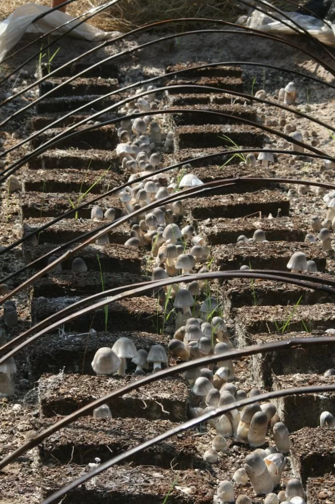 Canon 400 D 039.webp