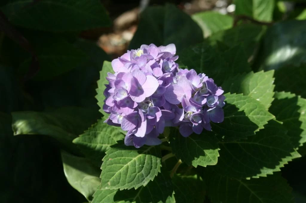 Canon 400 D 055.webp