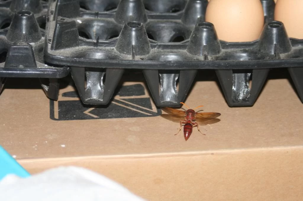 Canon 400 D 192.webp