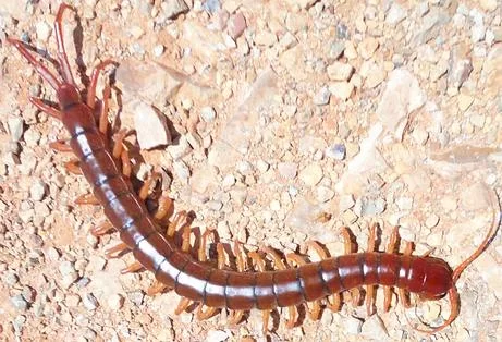 centipede-Scolopendra-9.webp