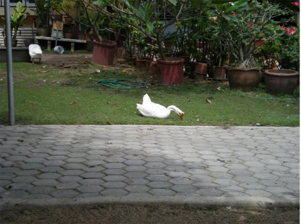 chiang mai 2011 099.webp