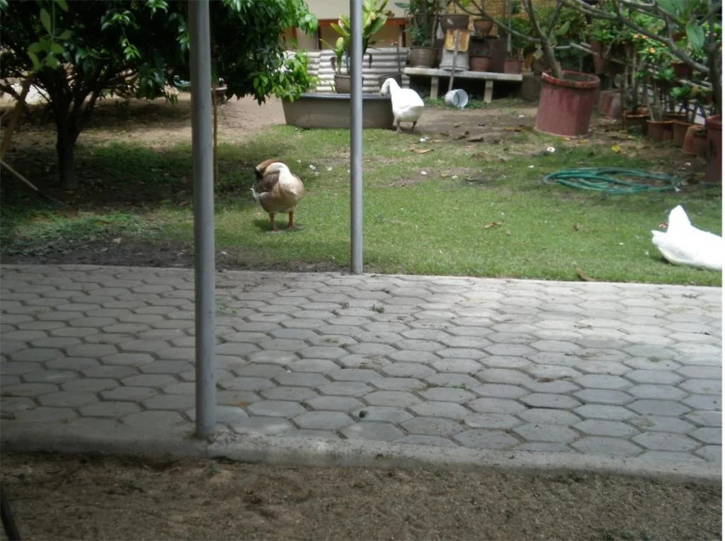 chiang mai 2011 100.webp