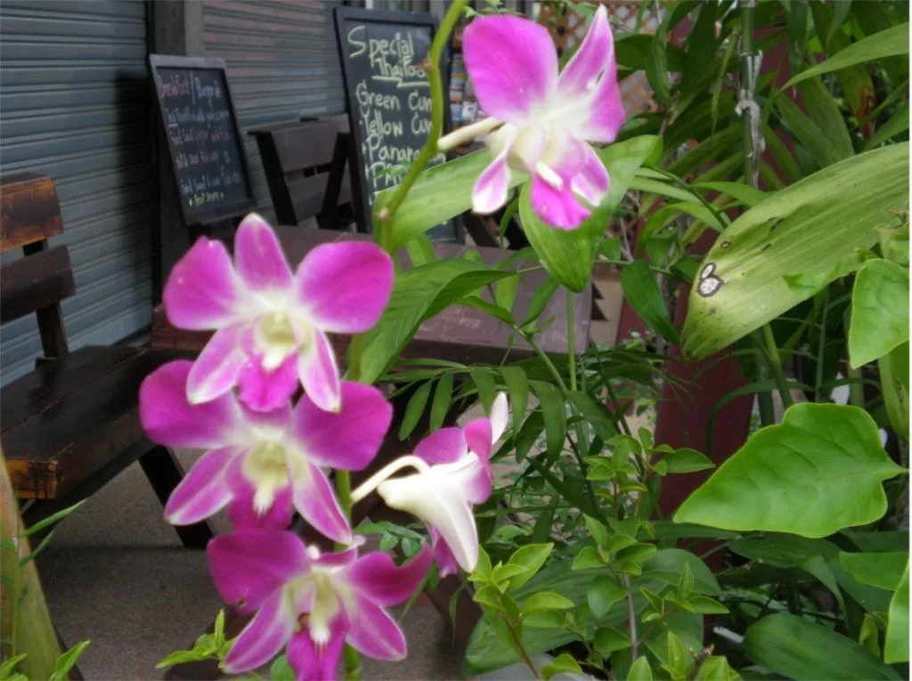 chiang mai 2011 137.webp