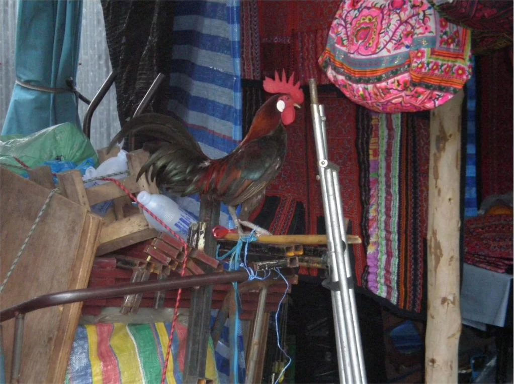 chiang mai 2011 139.webp